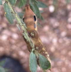 Neola semiaurata at Googong, NSW - 8 Jan 2022 10:37 AM