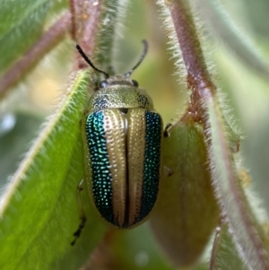 Calomela parilis at Googong, NSW - 8 Jan 2022 10:33 AM