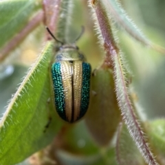 Calomela parilis at Googong, NSW - 8 Jan 2022 10:33 AM