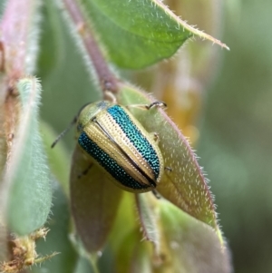 Calomela parilis at Googong, NSW - 8 Jan 2022 10:33 AM