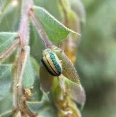 Calomela parilis at Googong, NSW - 8 Jan 2022 10:33 AM