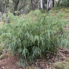 Acacia vestita (Hairy Wattle) at Googong, NSW - 7 Jan 2022 by Steve_Bok
