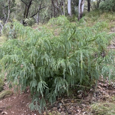 Acacia vestita (Hairy Wattle) at Googong, NSW - 8 Jan 2022 by SteveBorkowskis