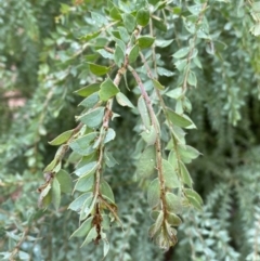 Acacia vestita at Googong, NSW - 8 Jan 2022