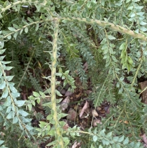 Acacia vestita at Googong, NSW - 8 Jan 2022