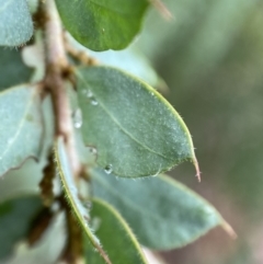 Acacia vestita at Googong, NSW - 8 Jan 2022