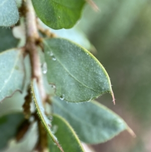 Acacia vestita at Googong, NSW - 8 Jan 2022