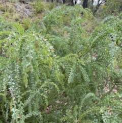 Acacia vestita at Googong, NSW - 8 Jan 2022