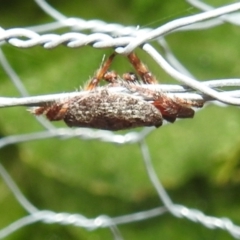 Dolophones sp. (genus) at Kambah, ACT - 8 Jan 2022