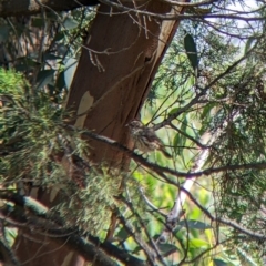 Pyrrholaemus sagittatus (Speckled Warbler) at The Rock Nature Reserve - 7 Jan 2022 by Darcy