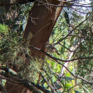 Pyrrholaemus sagittatus at The Rock, NSW - 8 Jan 2022