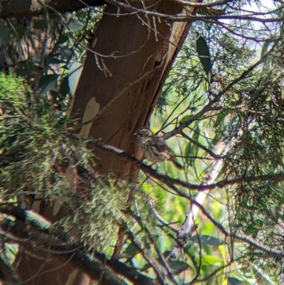 Pyrrholaemus sagittatus (Speckled Warbler) at The Rock Nature Reserve - Kengal Aboriginal Place - 7 Jan 2022 by Darcy