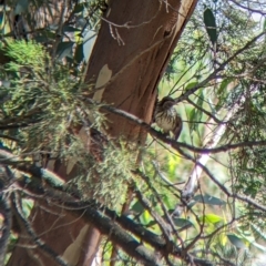 Pyrrholaemus sagittatus at The Rock, NSW - 8 Jan 2022