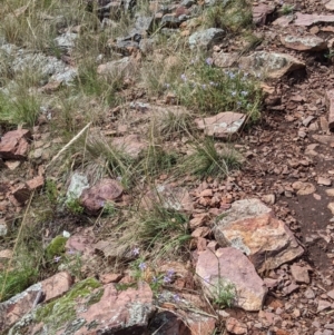 Isotoma axillaris at The Rock, NSW - 8 Jan 2022