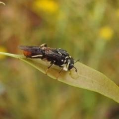 Pergagrapta sp. (genus) (A sawfly) at Kambah, ACT - 8 Jan 2022 by HelenCross