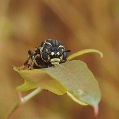 Pergagrapta sp. (genus) at Kambah, ACT - 8 Jan 2022