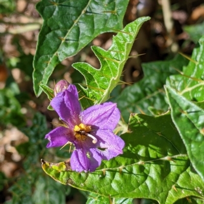 Solanum cinereum (Narrawa Burr) at The Rock Nature Reserve - 7 Jan 2022 by Darcy