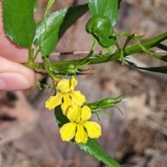 Goodenia ovata at The Rock, NSW - 8 Jan 2022