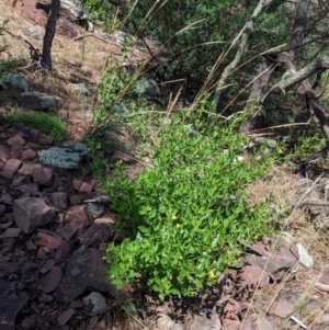 Goodenia ovata at The Rock, NSW - 8 Jan 2022