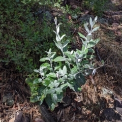 Senecio garlandii (Woolly Ragwort) at The Rock Nature Reserve - 7 Jan 2022 by Darcy