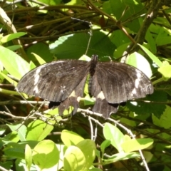 Papilio aegeus (Orchard Swallowtail, Large Citrus Butterfly) at Jerrabomberra, NSW - 8 Jan 2022 by Steve_Bok