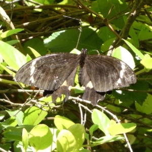 Papilio aegeus at Jerrabomberra, NSW - 8 Jan 2022 12:23 PM