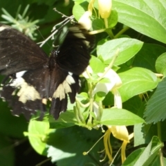 Papilio aegeus at Jerrabomberra, NSW - 8 Jan 2022 12:23 PM