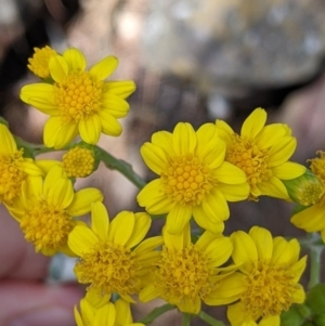 Senecio garlandii at The Rock, NSW - 8 Jan 2022