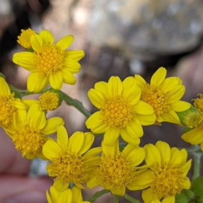 Senecio garlandii (Woolly Ragwort) at The Rock, NSW - 7 Jan 2022 by Darcy