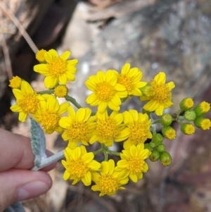 Senecio garlandii at The Rock, NSW - 8 Jan 2022