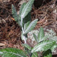 Senecio garlandii at The Rock, NSW - 8 Jan 2022