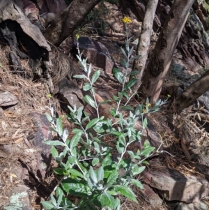 Senecio garlandii at The Rock, NSW - 8 Jan 2022