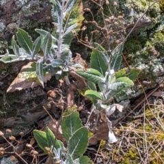 Senecio garlandii (Woolly Ragwort) at The Rock, NSW - 8 Jan 2022 by Darcy