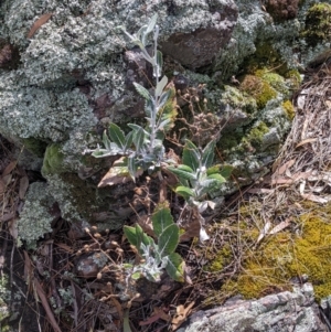 Senecio garlandii at The Rock, NSW - 8 Jan 2022