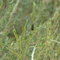 Austroscolia soror at Googong, NSW - 8 Jan 2022