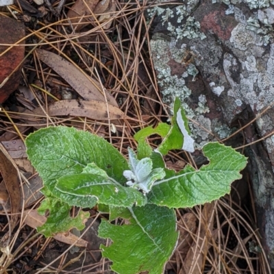 Senecio garlandii (Woolly Ragwort) at The Rock Nature Reserve - 8 Jan 2022 by Darcy