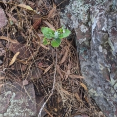 Senecio garlandii at The Rock, NSW - 8 Jan 2022