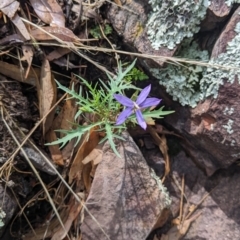 Isotoma axillaris (Australian Harebell, Showy Isotome) at The Rock Nature Reserve - 8 Jan 2022 by Darcy