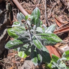 Senecio garlandii (Woolly Ragwort) at The Rock Nature Reserve - 8 Jan 2022 by Darcy