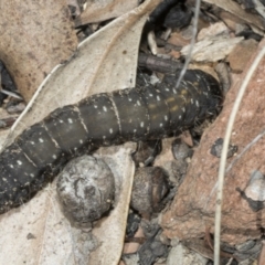 Oenosandra boisduvalii at Mount Clear, ACT - 17 Dec 2021 01:33 PM