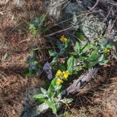 Senecio garlandii (Woolly Ragwort) at The Rock Nature Reserve - Kengal Aboriginal Place - 8 Jan 2022 by Darcy