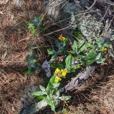 Senecio garlandii (Woolly Ragwort) at The Rock, NSW - 8 Jan 2022 by Darcy