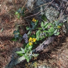 Senecio garlandii at The Rock, NSW - 8 Jan 2022