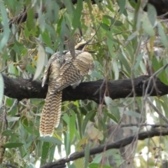 Eudynamys orientalis (Pacific Koel) at Jerrabomberra, NSW - 7 Jan 2022 by Steve_Bok