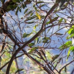 Caligavis chrysops (Yellow-faced Honeyeater) at The Rock, NSW - 8 Jan 2022 by Darcy