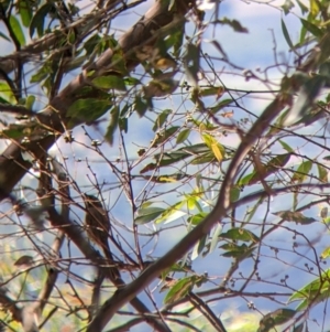 Caligavis chrysops at The Rock, NSW - 8 Jan 2022