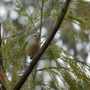 Pardalotus punctatus at Googong, NSW - 8 Jan 2022 10:21 AM