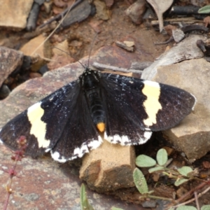 Eutrichopidia latinus at Googong, NSW - 8 Jan 2022 11:01 AM