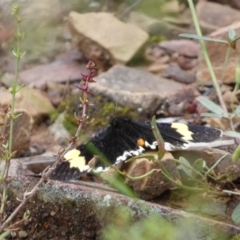 Eutrichopidia latinus at Googong, NSW - 8 Jan 2022 11:01 AM