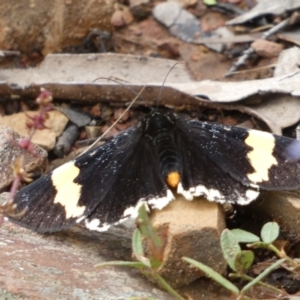 Eutrichopidia latinus at Googong, NSW - 8 Jan 2022 11:01 AM